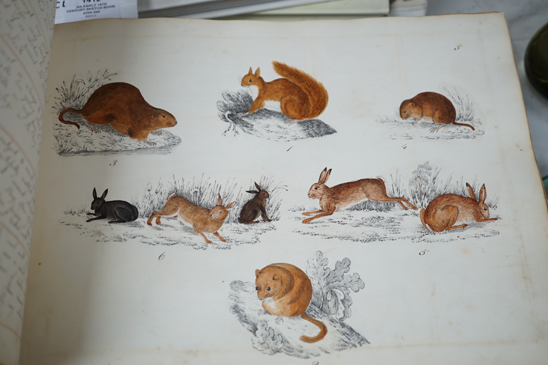 An early 19th century sketch book - wild birds and flowers, all indexed and described